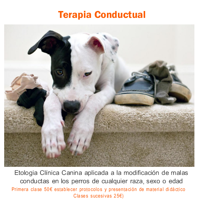 Terapia Conductual Canina